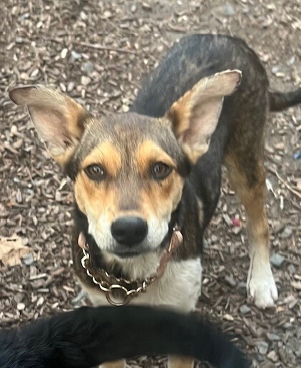 Pup Georgia O'keefe