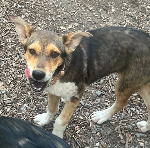 Pup Georgia O'keefe