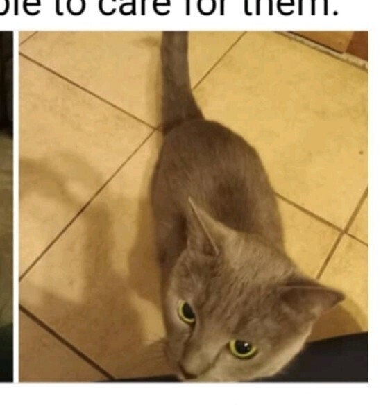 Rosie