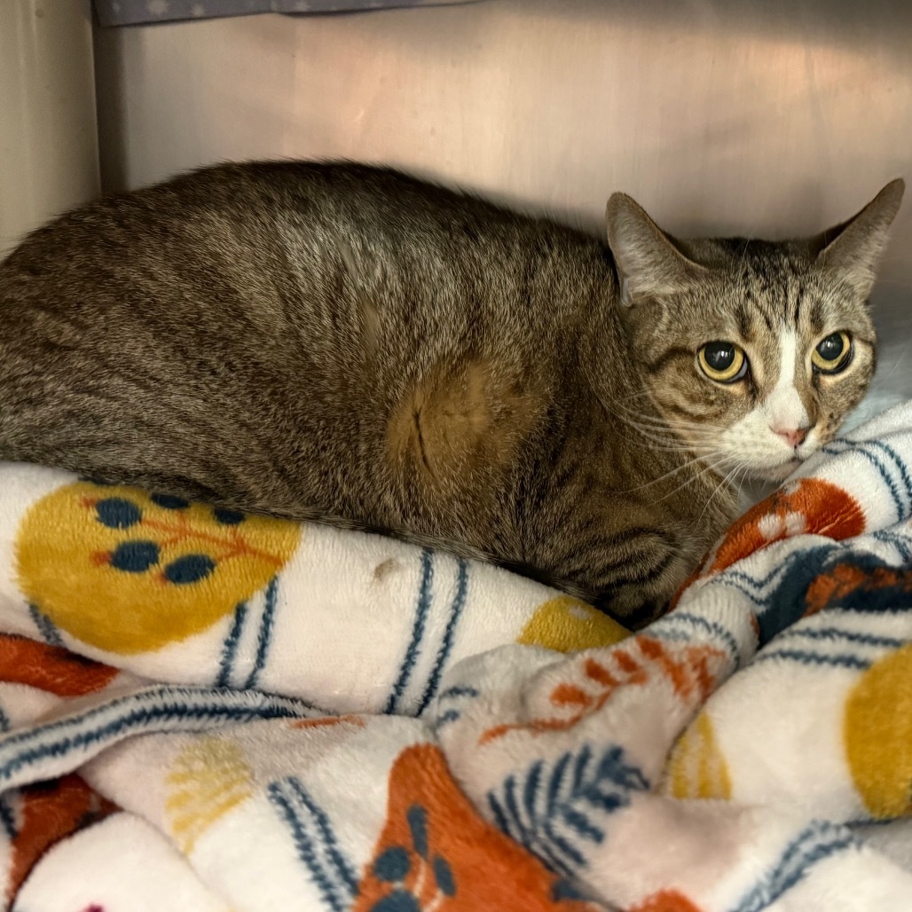 Ellie - Spirited little lady! Adopt $25, an adoptable Domestic Short Hair in Flagstaff, AZ, 86004 | Photo Image 2