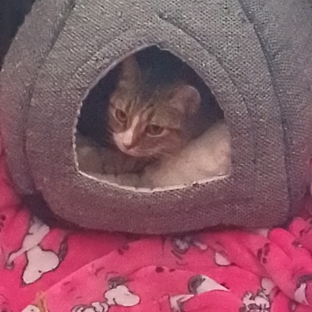 Ellie - Spirited little lady! Adopt $25, an adoptable Domestic Short Hair in Flagstaff, AZ, 86004 | Photo Image 3