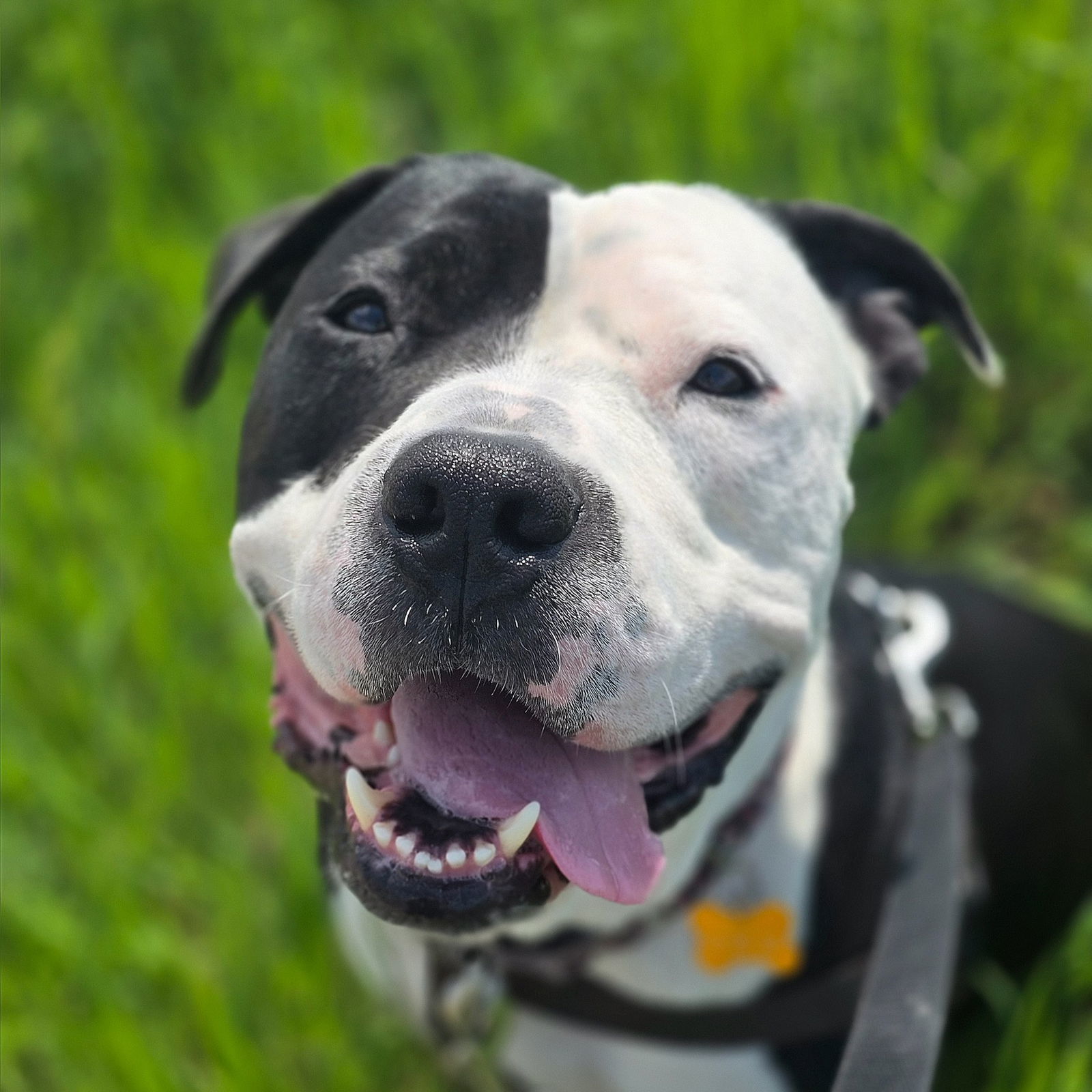 Valais, an adoptable Pit Bull Terrier in Fargo, ND, 58103 | Photo Image 1