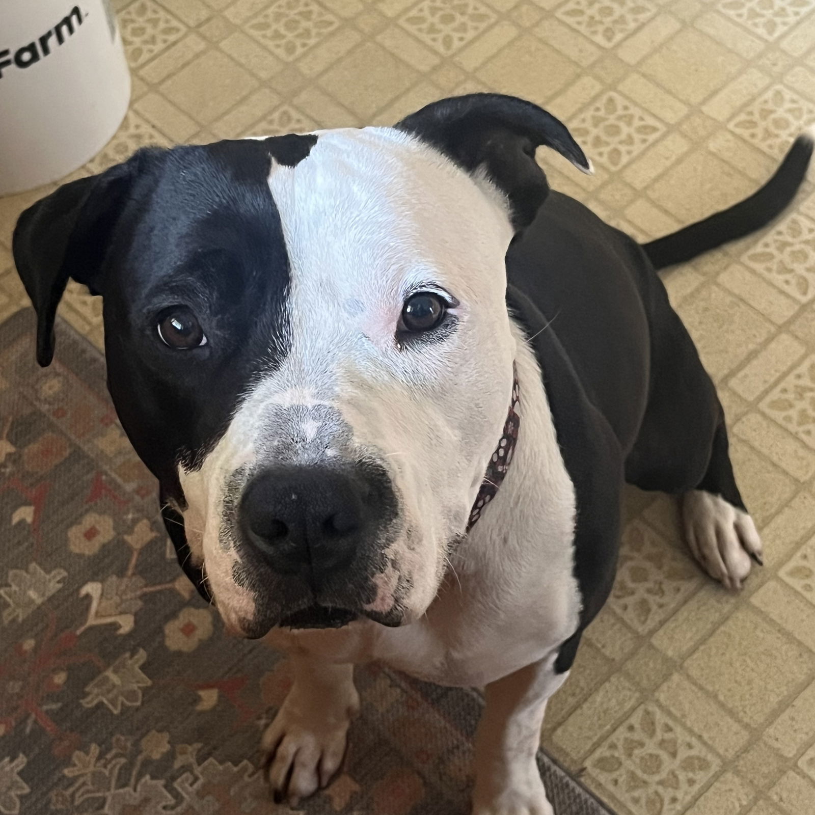 Valais, an adoptable Pit Bull Terrier in Fargo, ND, 58103 | Photo Image 1