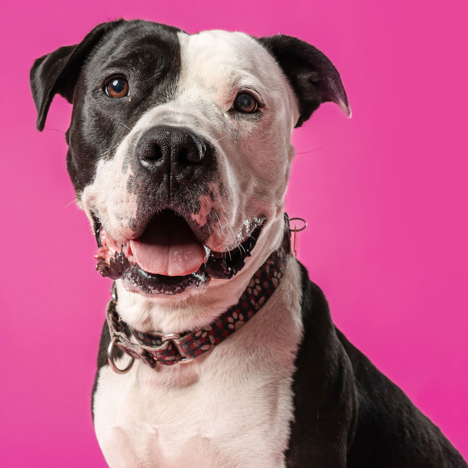 Valais, an adoptable Pit Bull Terrier in Fargo, ND, 58103 | Photo Image 1