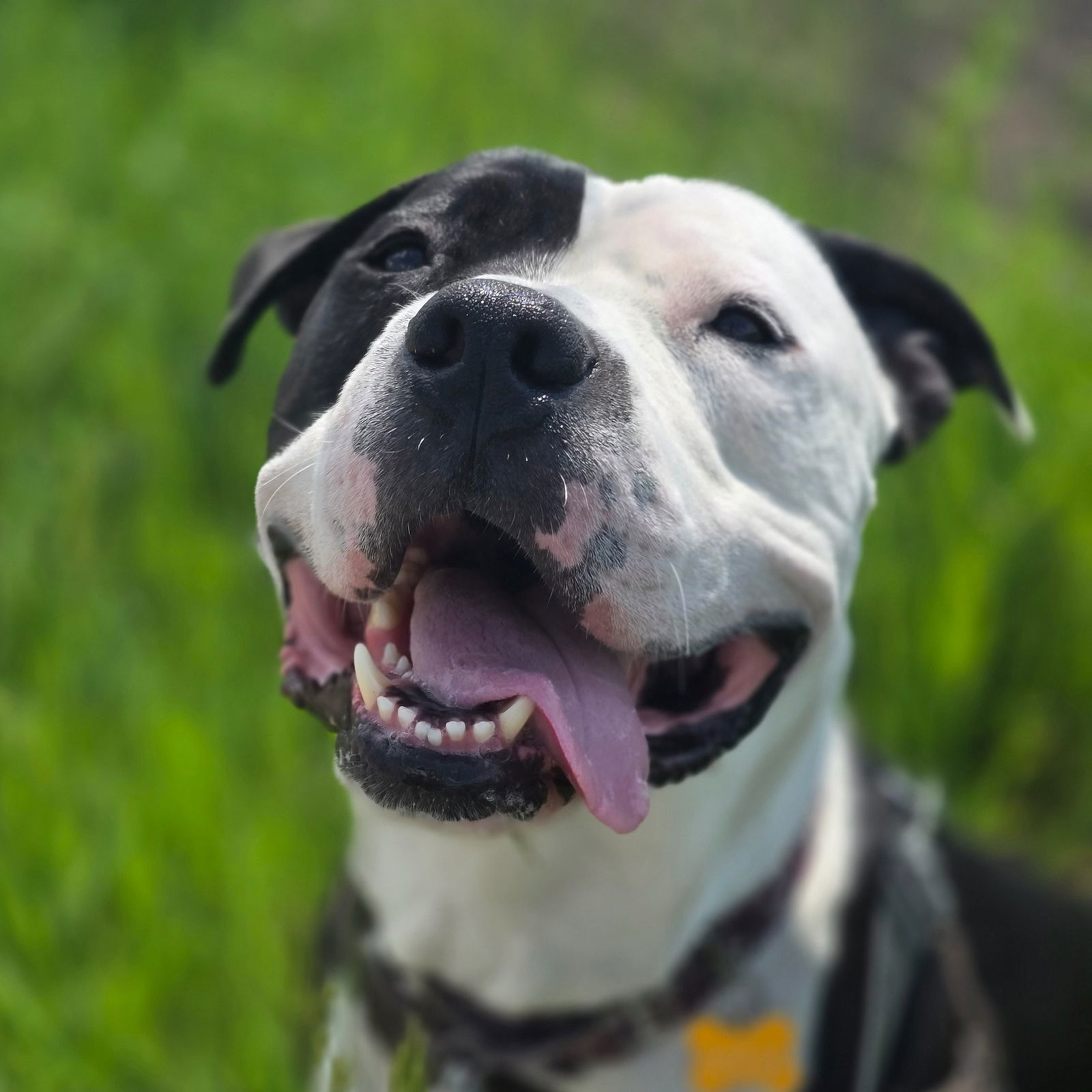 Valais, an adoptable Pit Bull Terrier in Fargo, ND, 58103 | Photo Image 2