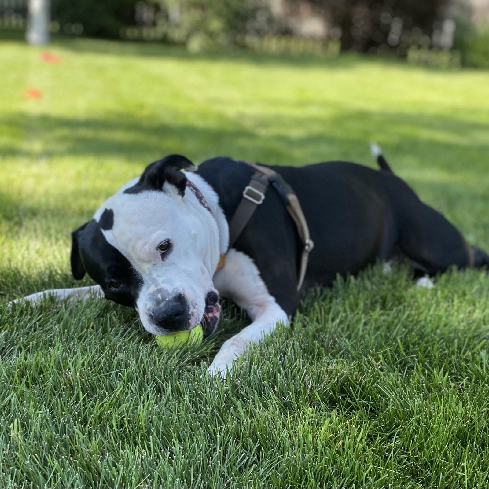 Valais, an adoptable Pit Bull Terrier in Fargo, ND, 58103 | Photo Image 2