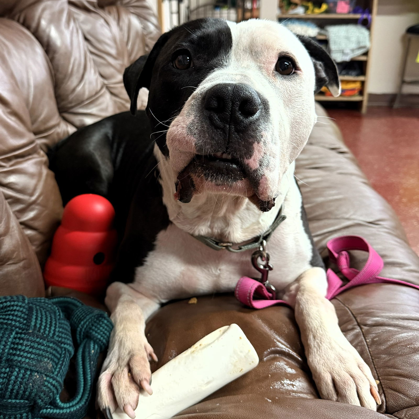 Valais, an adoptable Pit Bull Terrier in Fargo, ND, 58103 | Photo Image 2
