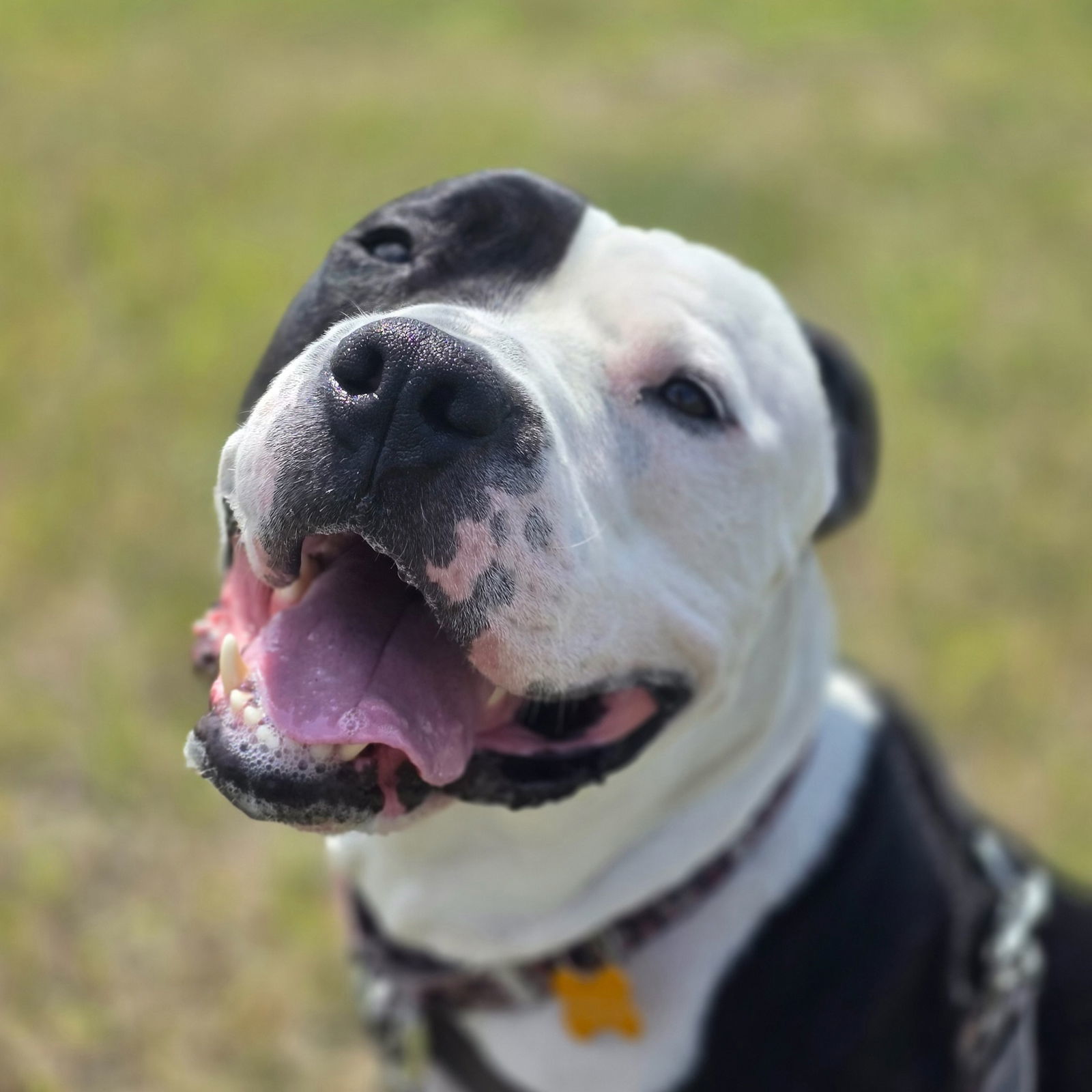 Valais, an adoptable Pit Bull Terrier in Fargo, ND, 58103 | Photo Image 3