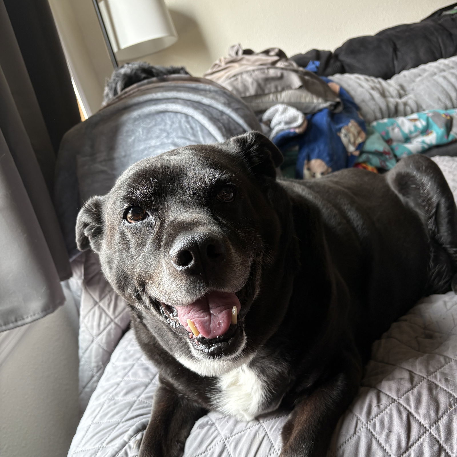 Ambrose, an adoptable Labrador Retriever in Fargo, ND, 58103 | Photo Image 2