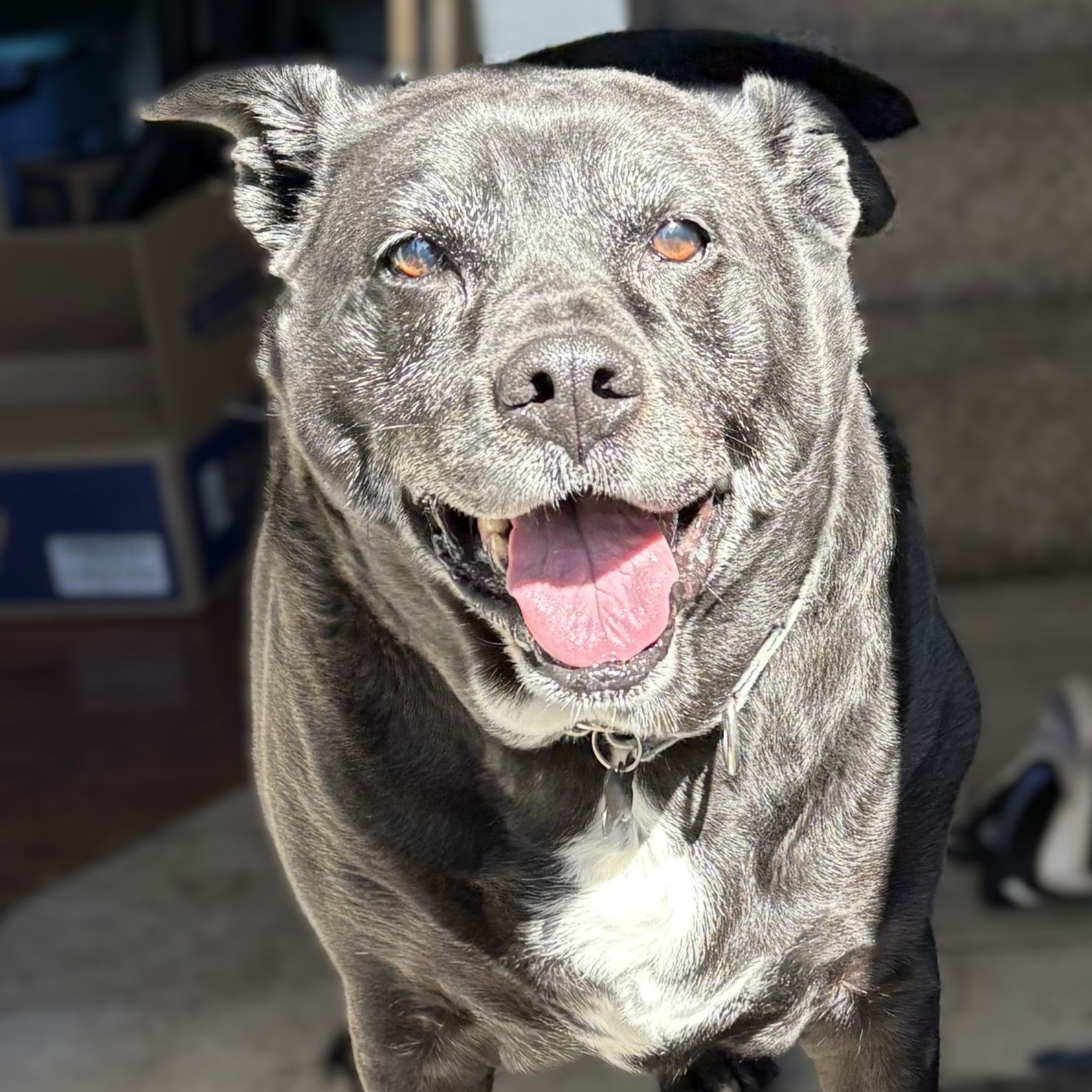 Ambrose, an adoptable Labrador Retriever in Fargo, ND, 58103 | Photo Image 2