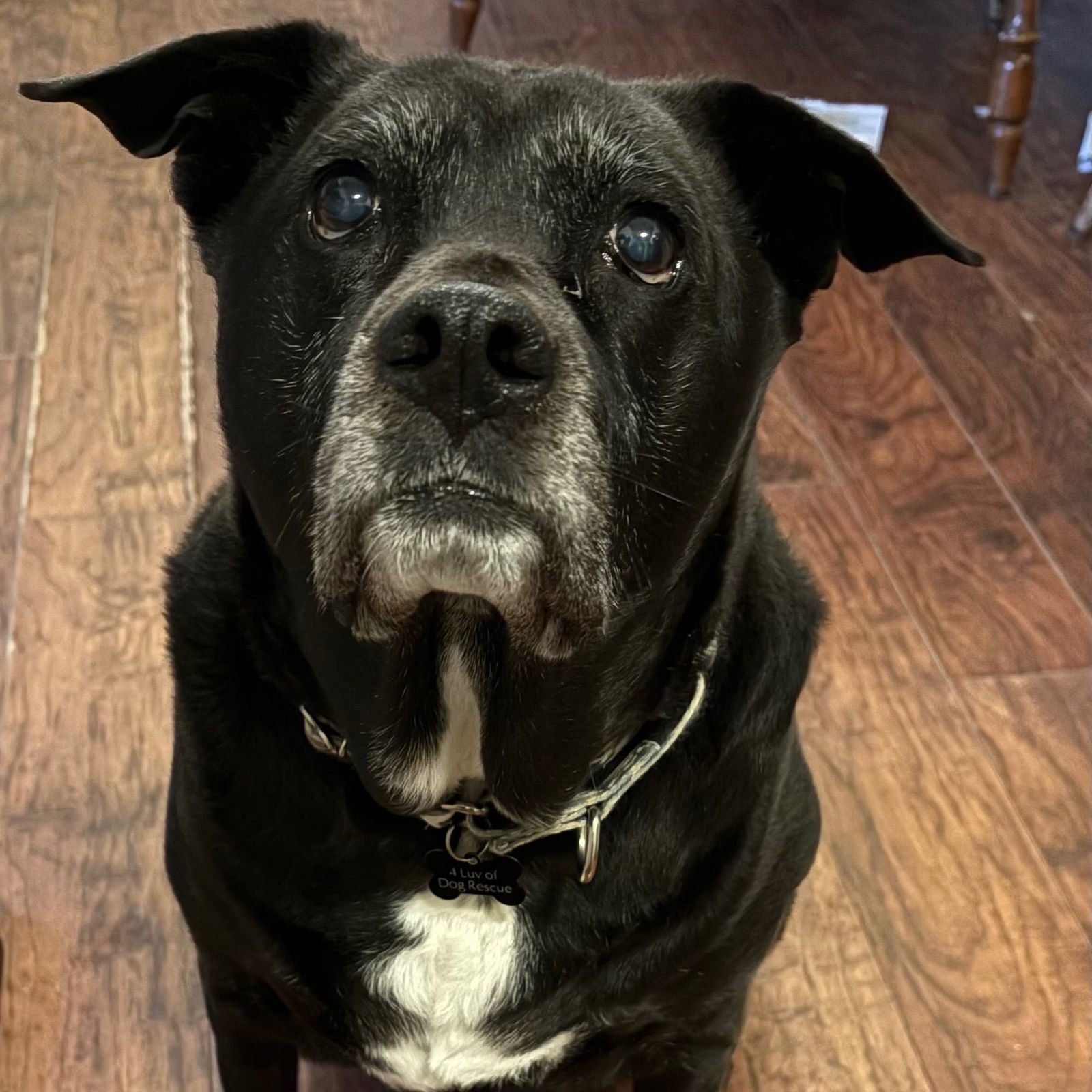 Ambrose, an adoptable Labrador Retriever in Fargo, ND, 58103 | Photo Image 3