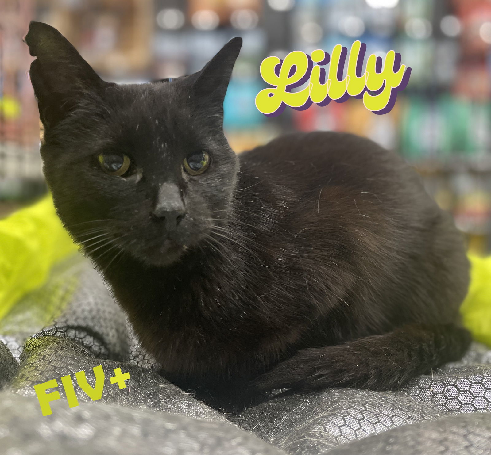 Lilly #mini-panther