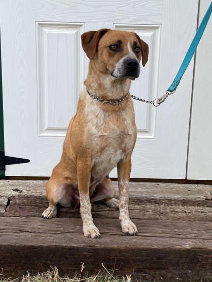 Clarke, an adoptable Cattle Dog, Coonhound in McCook, NE, 69001 | Photo Image 1
