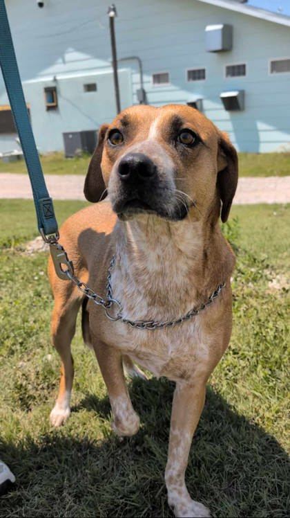 Clarke, an adoptable Cattle Dog, Coonhound in McCook, NE, 69001 | Photo Image 1