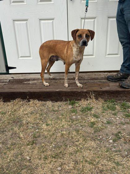 Clarke, an adoptable Cattle Dog, Coonhound in McCook, NE, 69001 | Photo Image 2