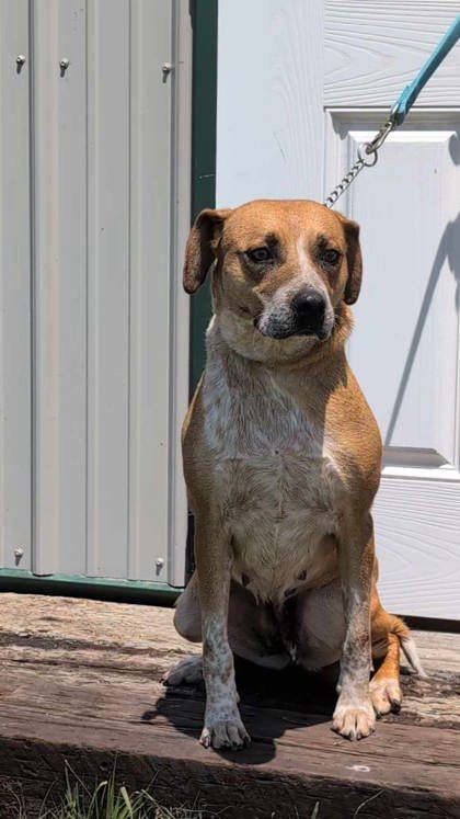 Clarke, an adoptable Cattle Dog, Coonhound in McCook, NE, 69001 | Photo Image 2