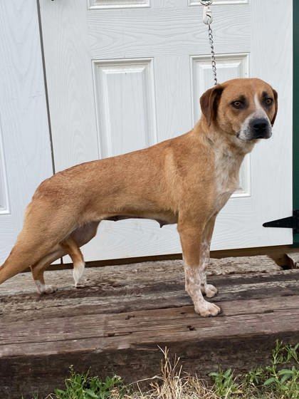 Clarke, an adoptable Cattle Dog, Coonhound in McCook, NE, 69001 | Photo Image 3