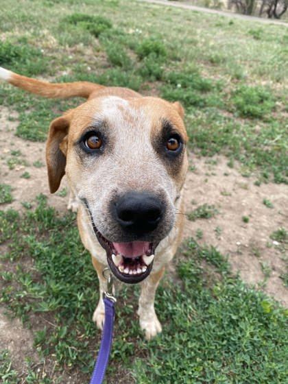 Echo, an adoptable Cattle Dog, Coonhound in McCook, NE, 69001 | Photo Image 1