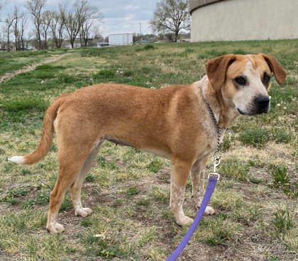 Echo, an adoptable Cattle Dog, Coonhound in McCook, NE, 69001 | Photo Image 2