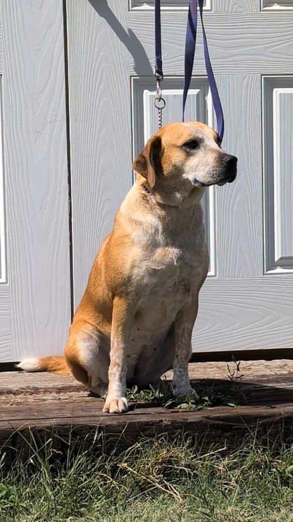Echo, an adoptable Cattle Dog, Coonhound in McCook, NE, 69001 | Photo Image 2