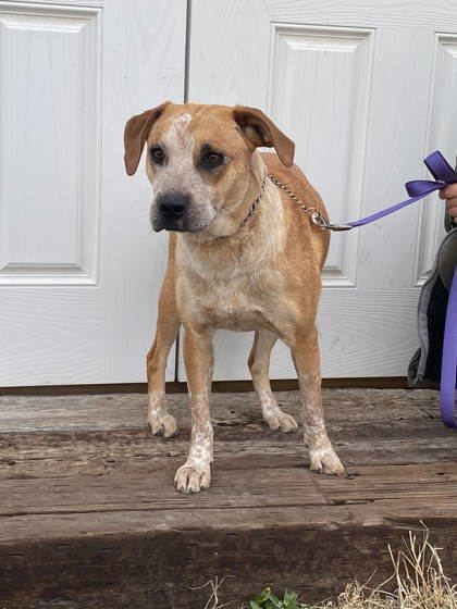 Echo, an adoptable Cattle Dog, Coonhound in McCook, NE, 69001 | Photo Image 3