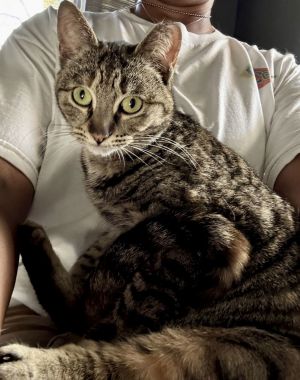 Trudy - (Must be adopted w/Whitee), Young Female Domestic Short Hair