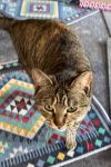 Trudy - (Must be adopted w/Whitee) photo 2