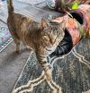 Trudy - (Must be adopted w/Whitee) photo 3