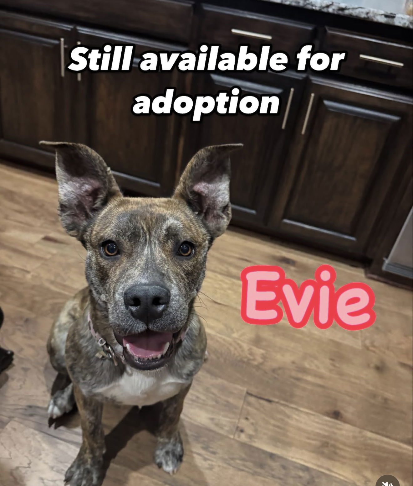 Evie
