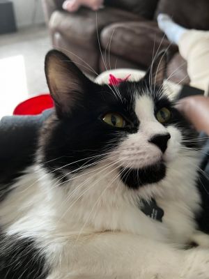 Meet Monchichi AKA Chichi If youve ever dreamed of having a soft fluffy shadow who loves nothing 
