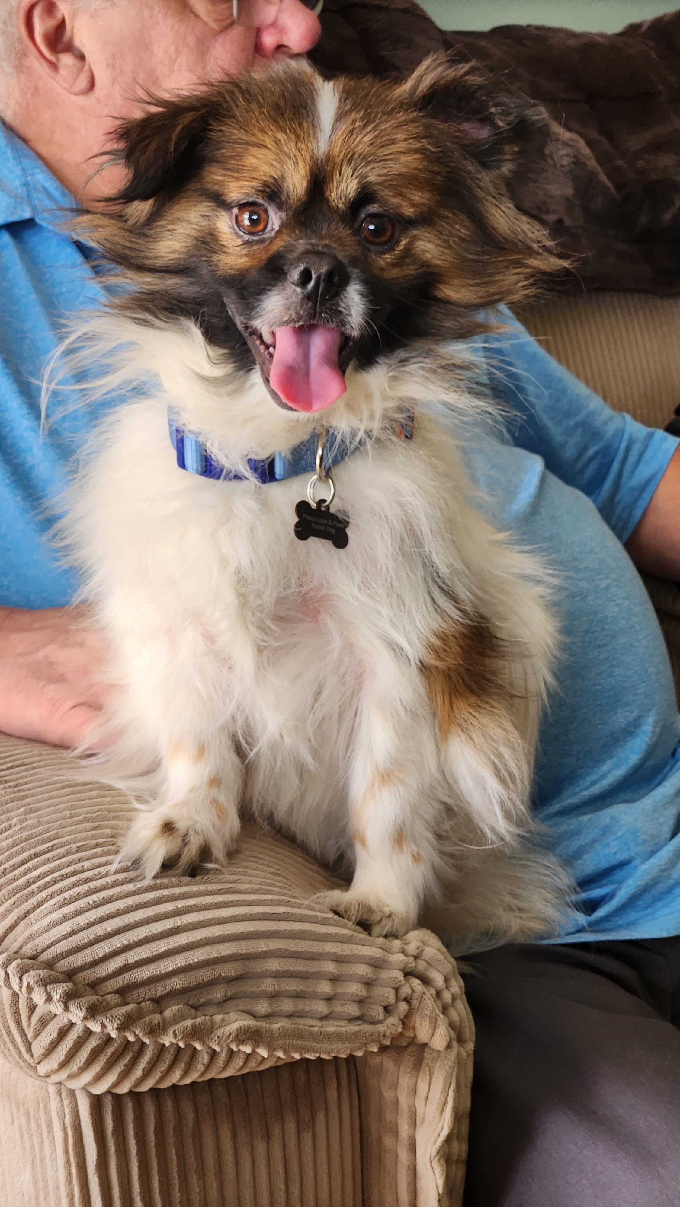 Sammy, an adoptable Pekingese, Tibetan Spaniel in Troy, MI, 48099 | Photo Image 1