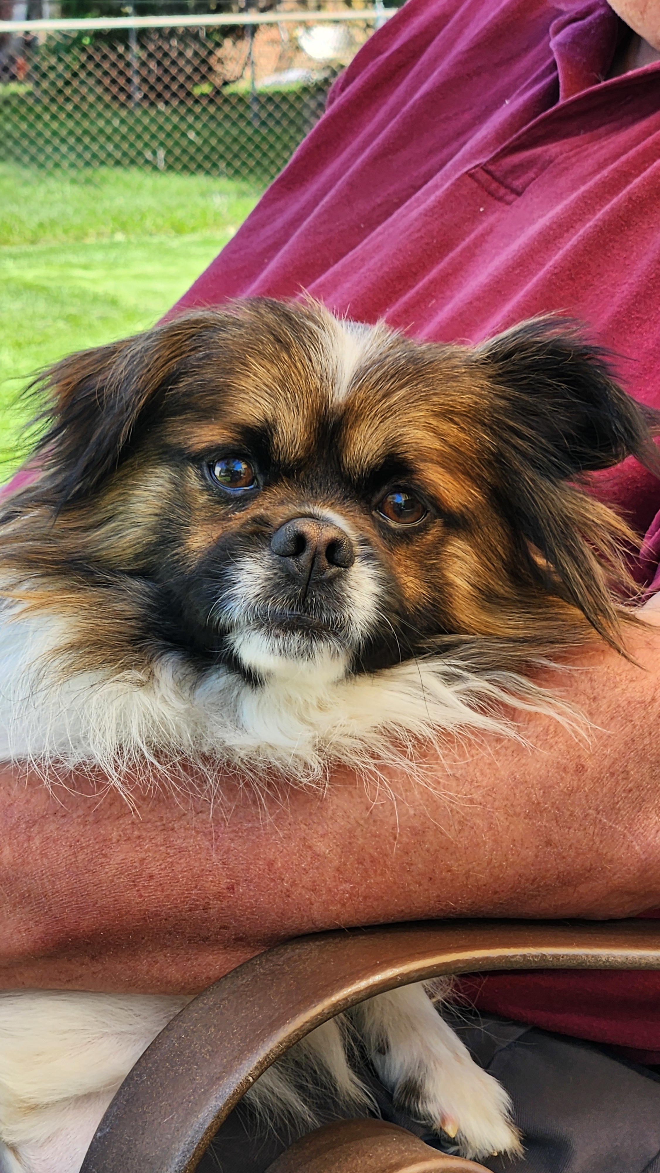 Sammy, an adoptable Pekingese, Tibetan Spaniel in Troy, MI, 48099 | Photo Image 2