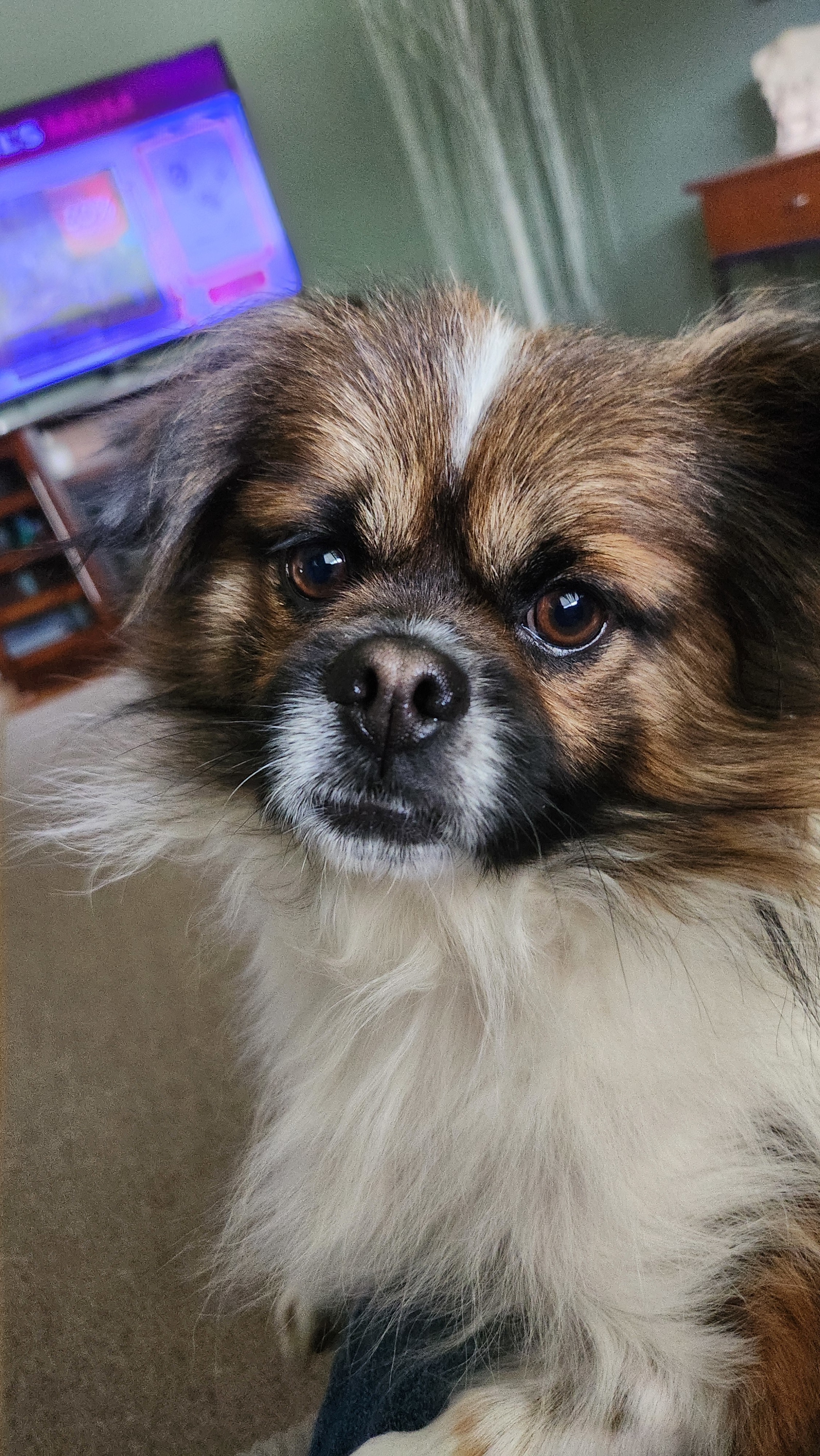 Sammy, an adoptable Pekingese, Tibetan Spaniel in Troy, MI, 48099 | Photo Image 3