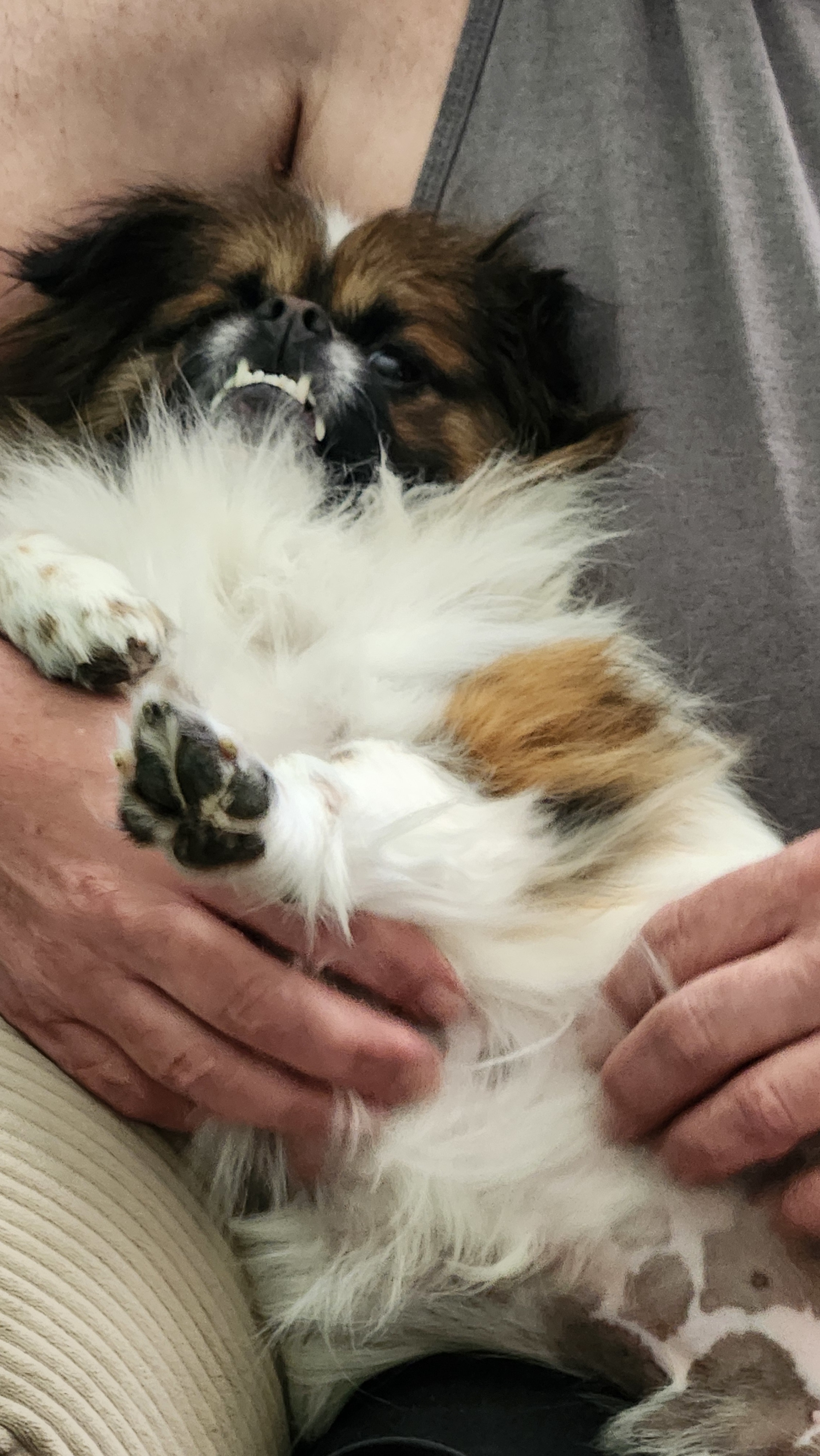 Sammy, an adoptable Pekingese, Tibetan Spaniel in Troy, MI, 48099 | Photo Image 5