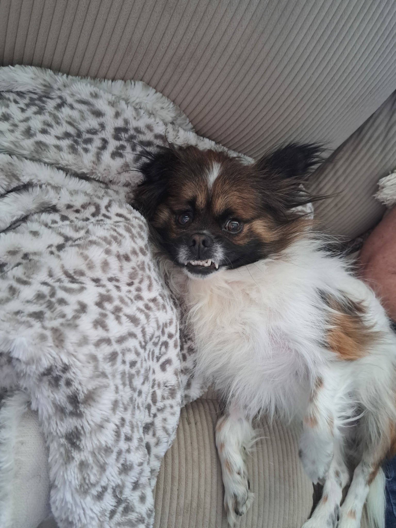 Sammy, an adoptable Pekingese, Tibetan Spaniel in Troy, MI, 48099 | Photo Image 6