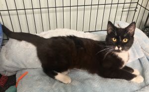 Cathy-now in foster care, Young Female Domestic Short Hair