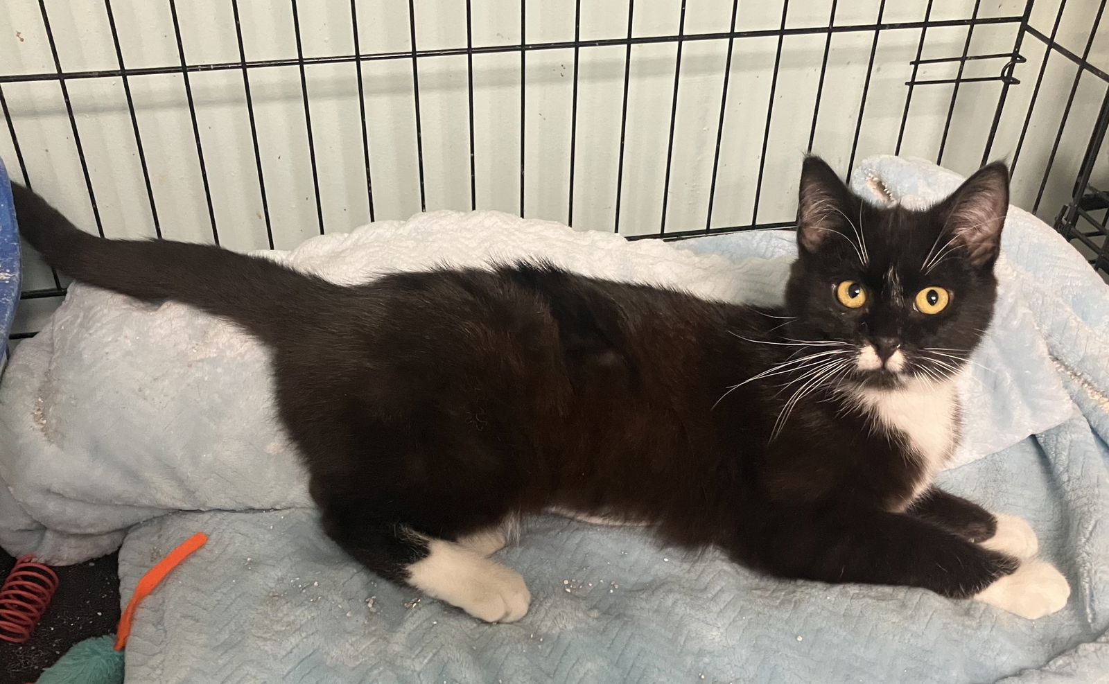 Cathy - Foster Care, an adoptable Domestic Short Hair in Mitchell, SD, 57301 | Photo Image 1