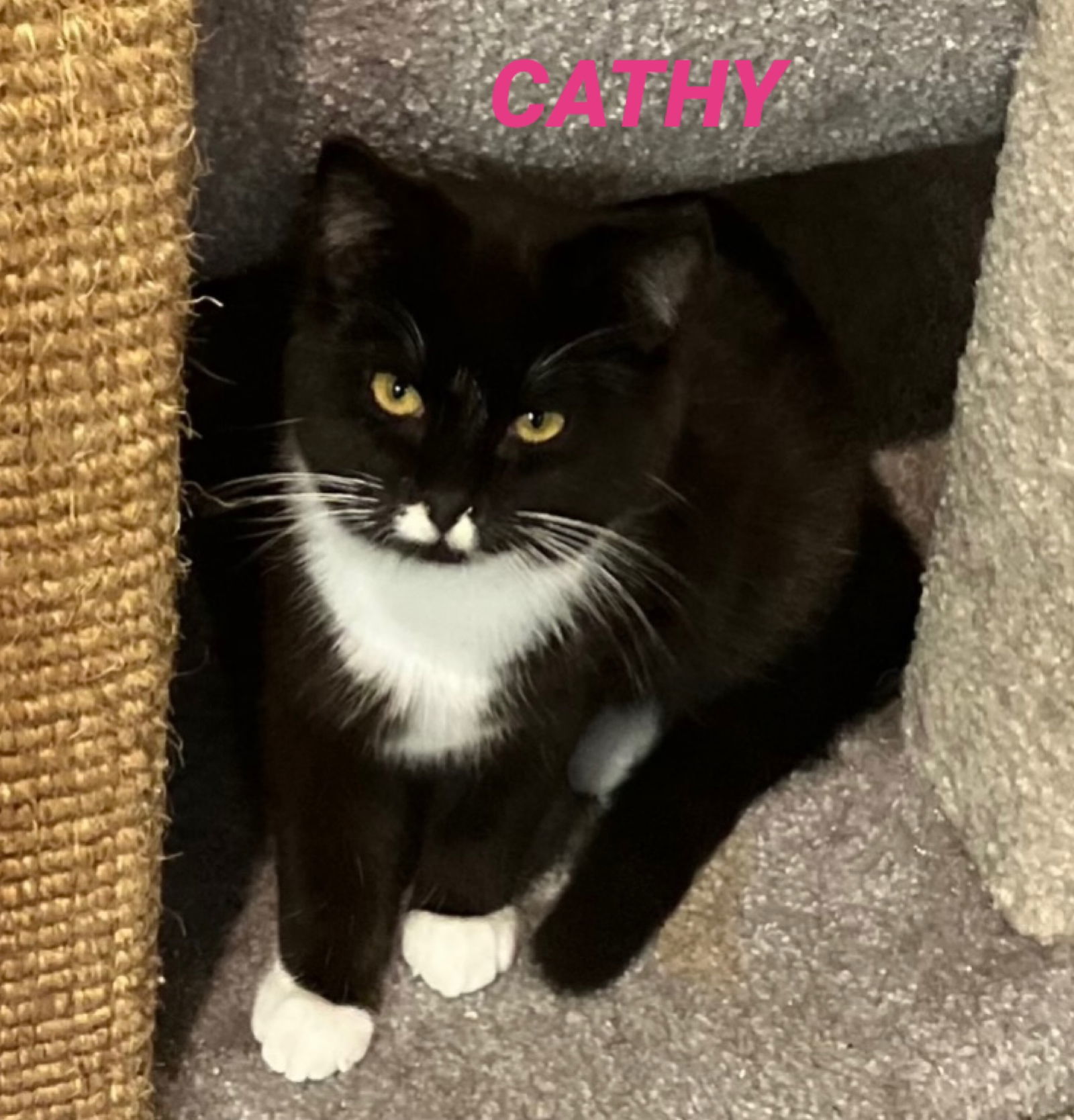 Cathy-now in foster care, an adoptable Domestic Short Hair in Mitchell, SD, 57301 | Photo Image 2