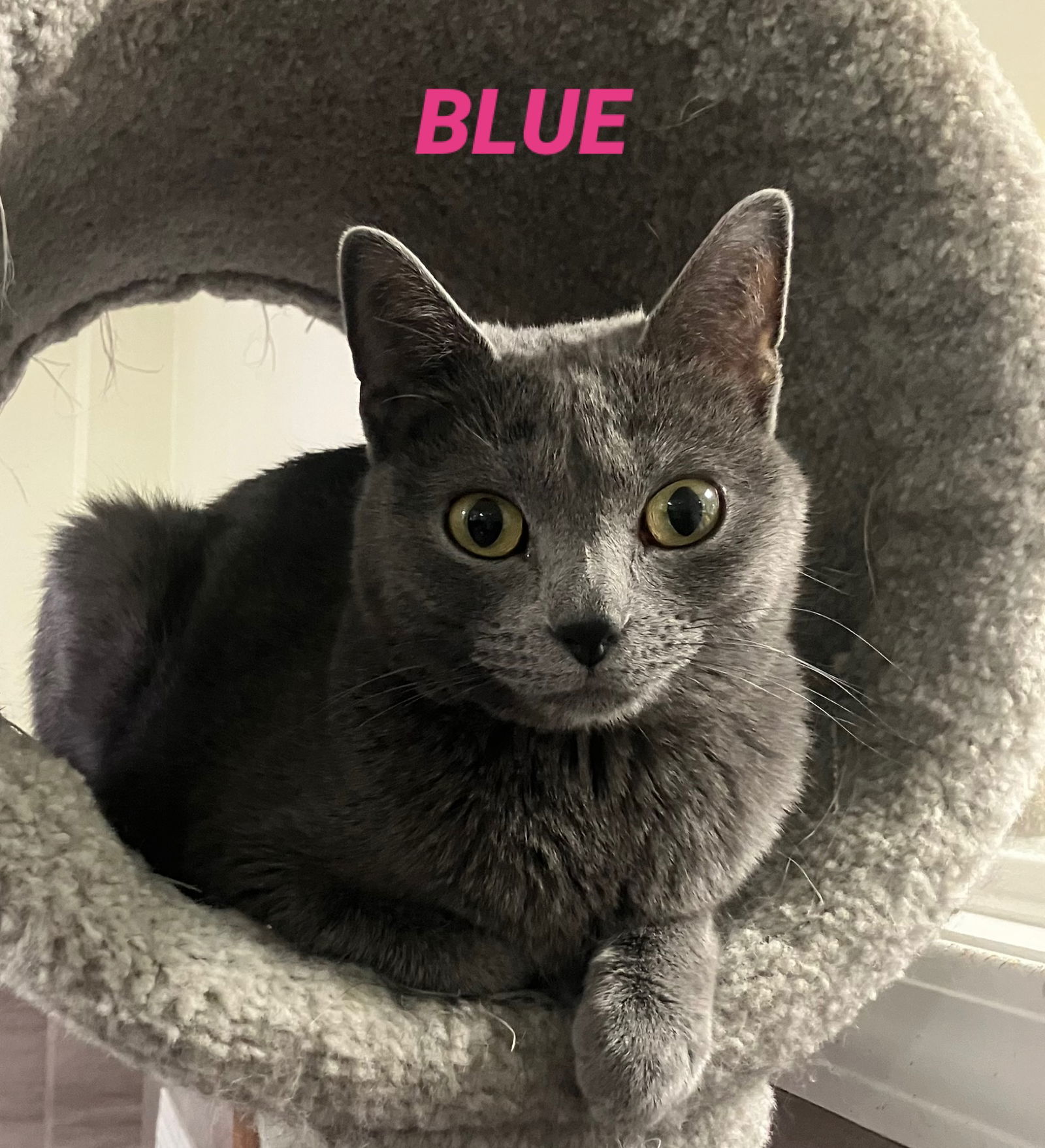 Blue-in foster care, an adoptable Russian Blue in Mitchell, SD, 57301 | Photo Image 1