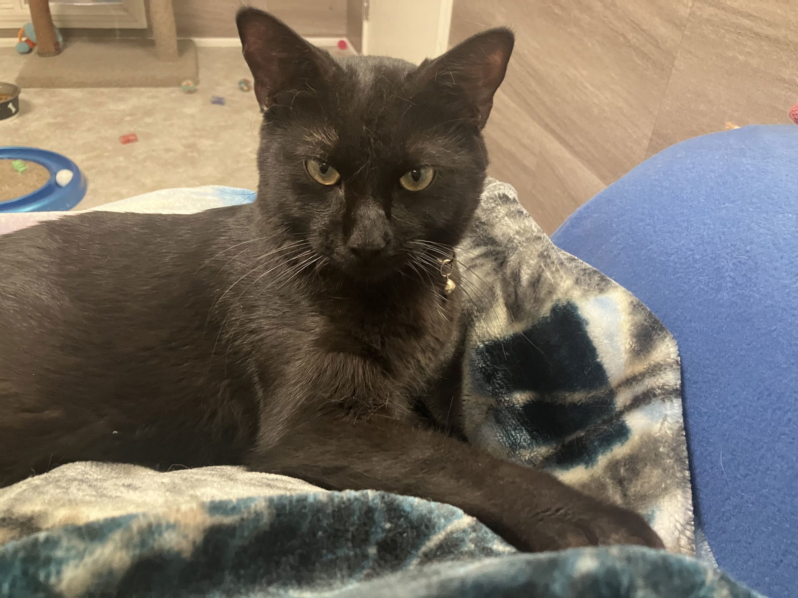 Blue-in foster care, an adoptable Russian Blue in Mitchell, SD, 57301 | Photo Image 2