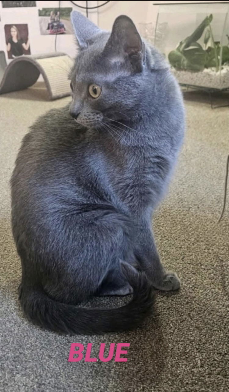 Blue-in foster care, an adoptable Russian Blue in Mitchell, SD, 57301 | Photo Image 3