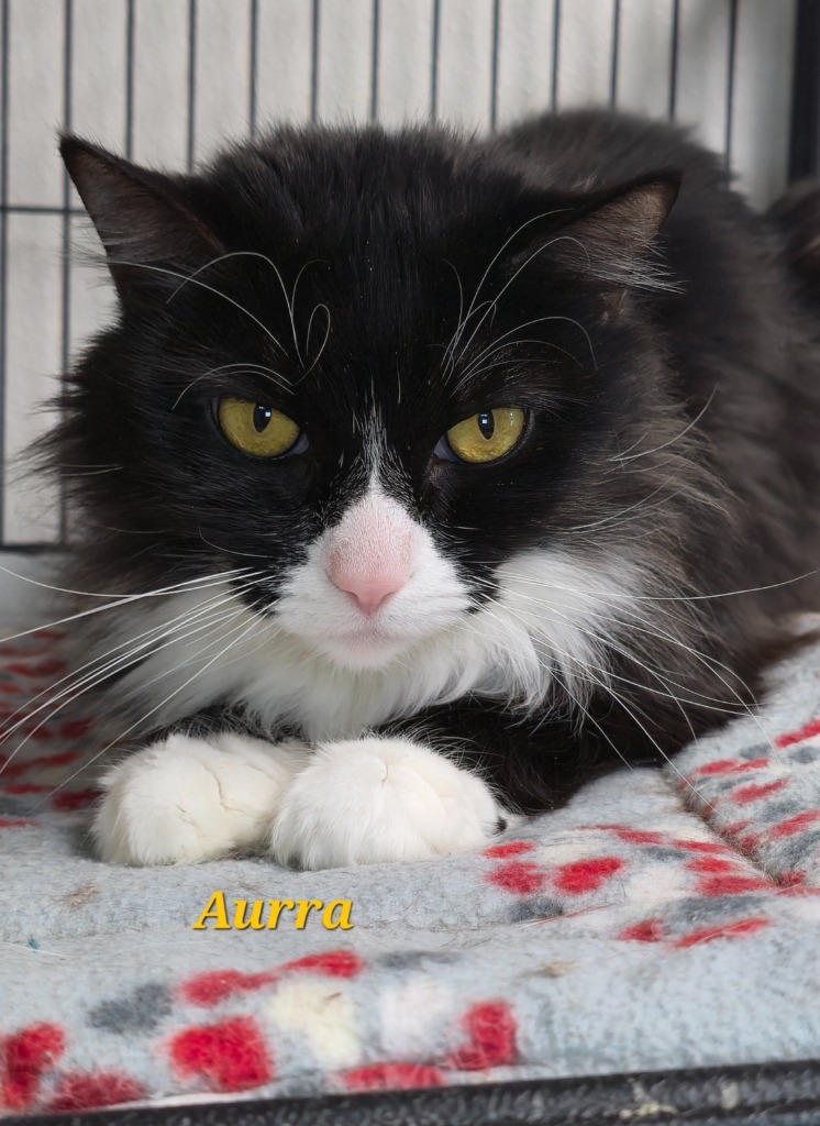 Aurro