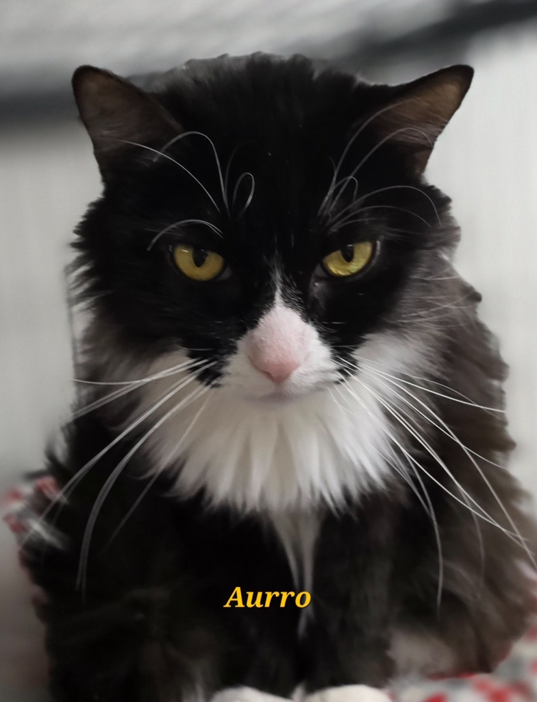 Aurro