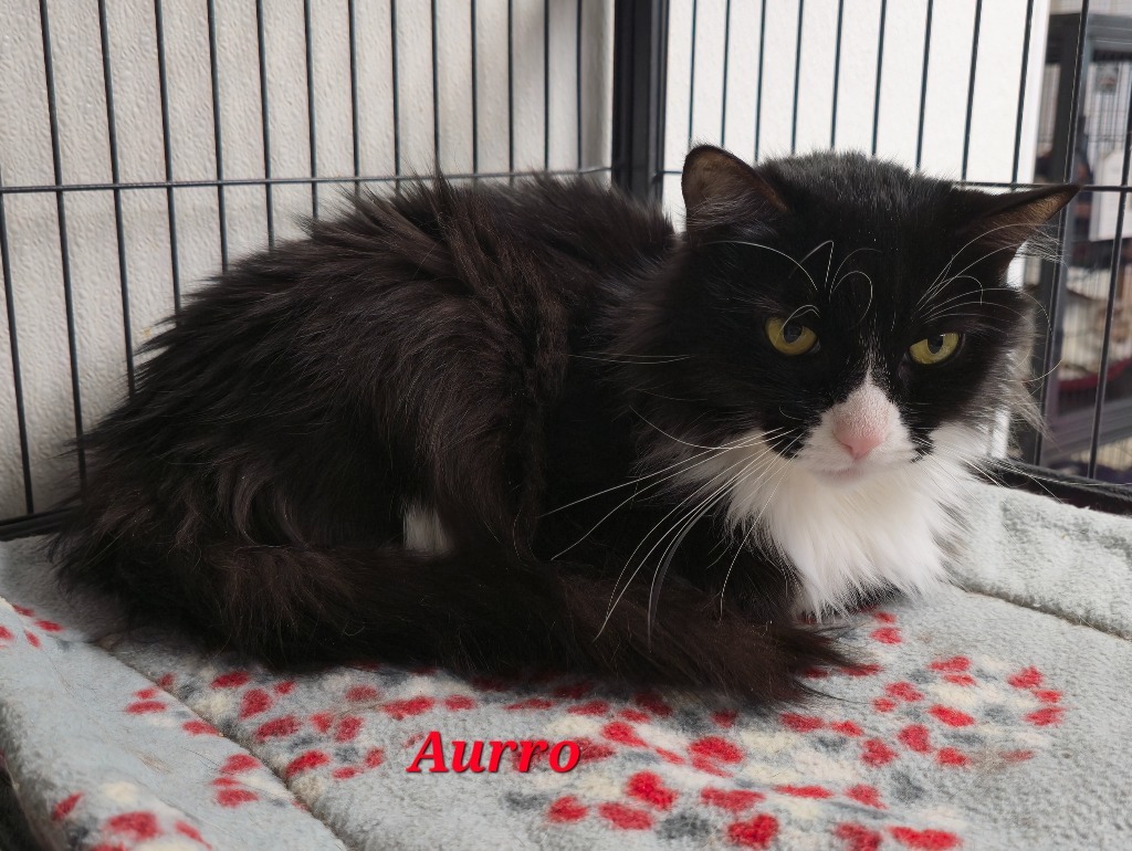 Aurro