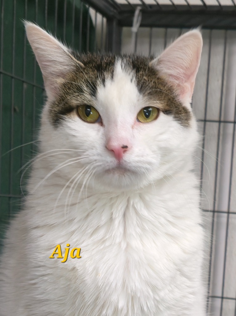 Aja