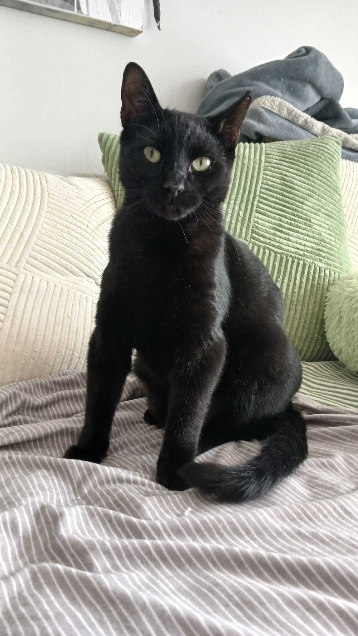 Mika