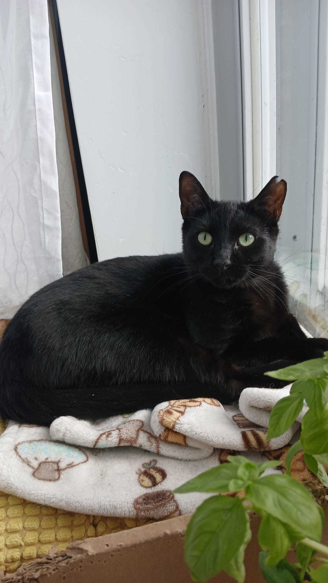Mika
