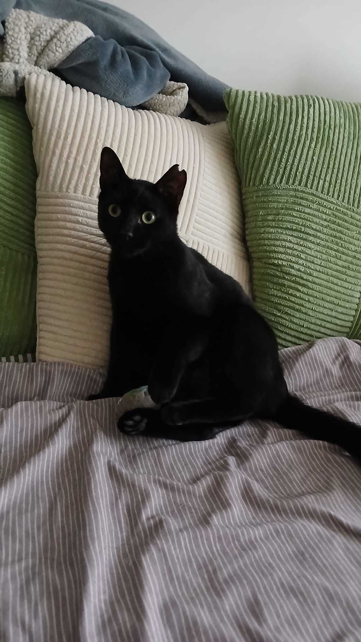 Mika