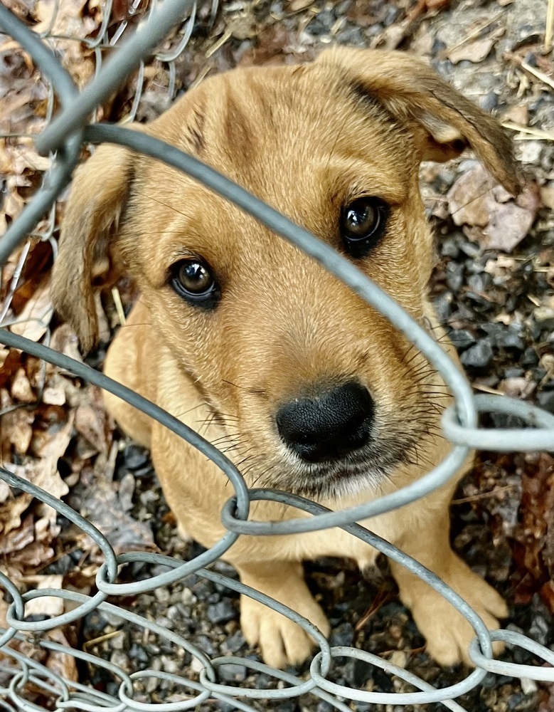 Goosie