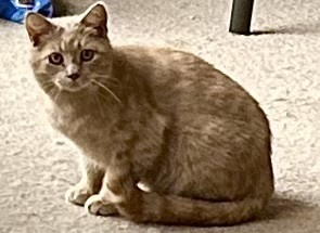 Buttercup Feral